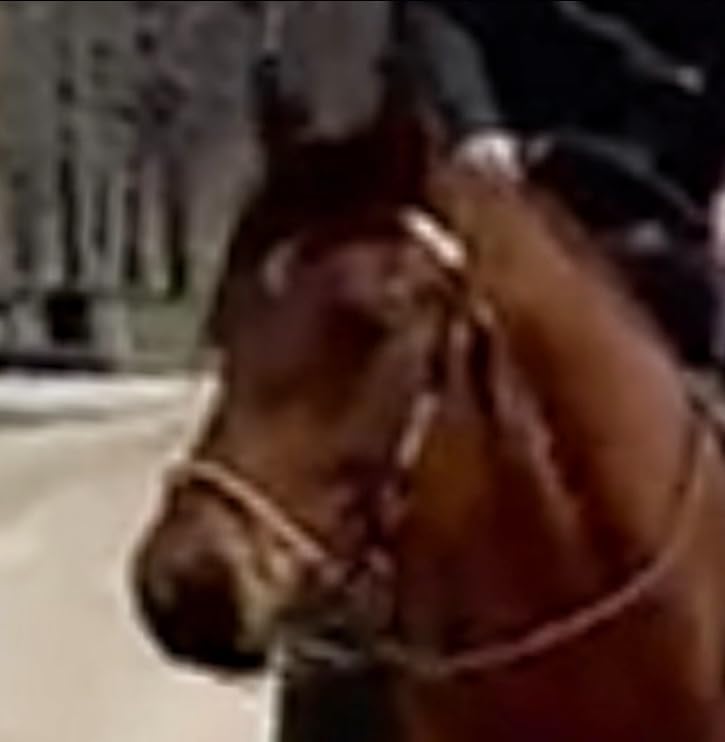 Cashel Rawhide Browband Headstall Double Trim customer photo 2