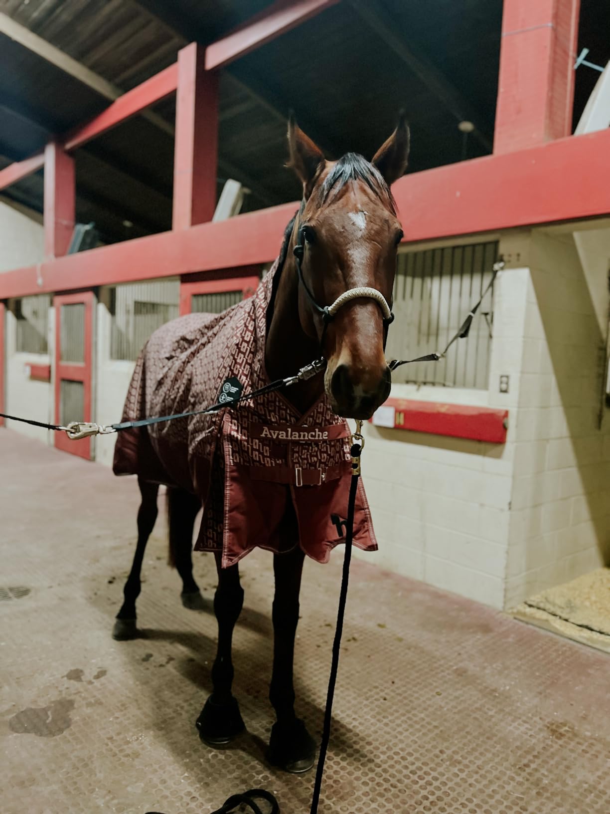 Horze Avalanche 1200D High Neck Turnout Rain Sheet (No Fill), Lightweight Waterproof Horse Blanket customer photo 1