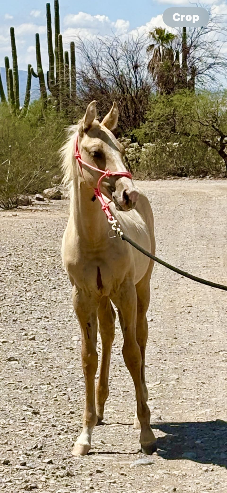 Rope Halters for Horses Training Soft - 11 Sizes - Miniature, Foal, Weanling, Small Pony, Cob/Arab, Horse, Warmblood, Draft customer photo 1