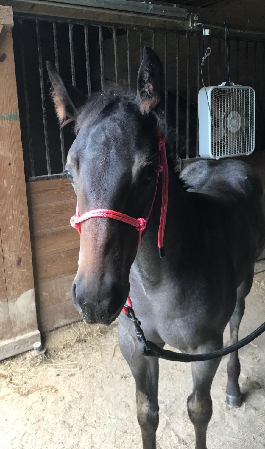 Rope Halters for Horses Training Soft - 11 Sizes - Miniature, Foal, Weanling, Small Pony, Cob/Arab, Horse, Warmblood, Draft customer photo 2