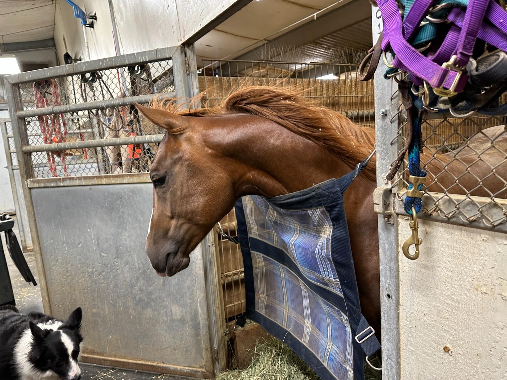 Kensington Door Guard for Horses - Designed to Keep Horse Securely in Stall in Style - Adjustable Straps and Hardware Included customer photo 1