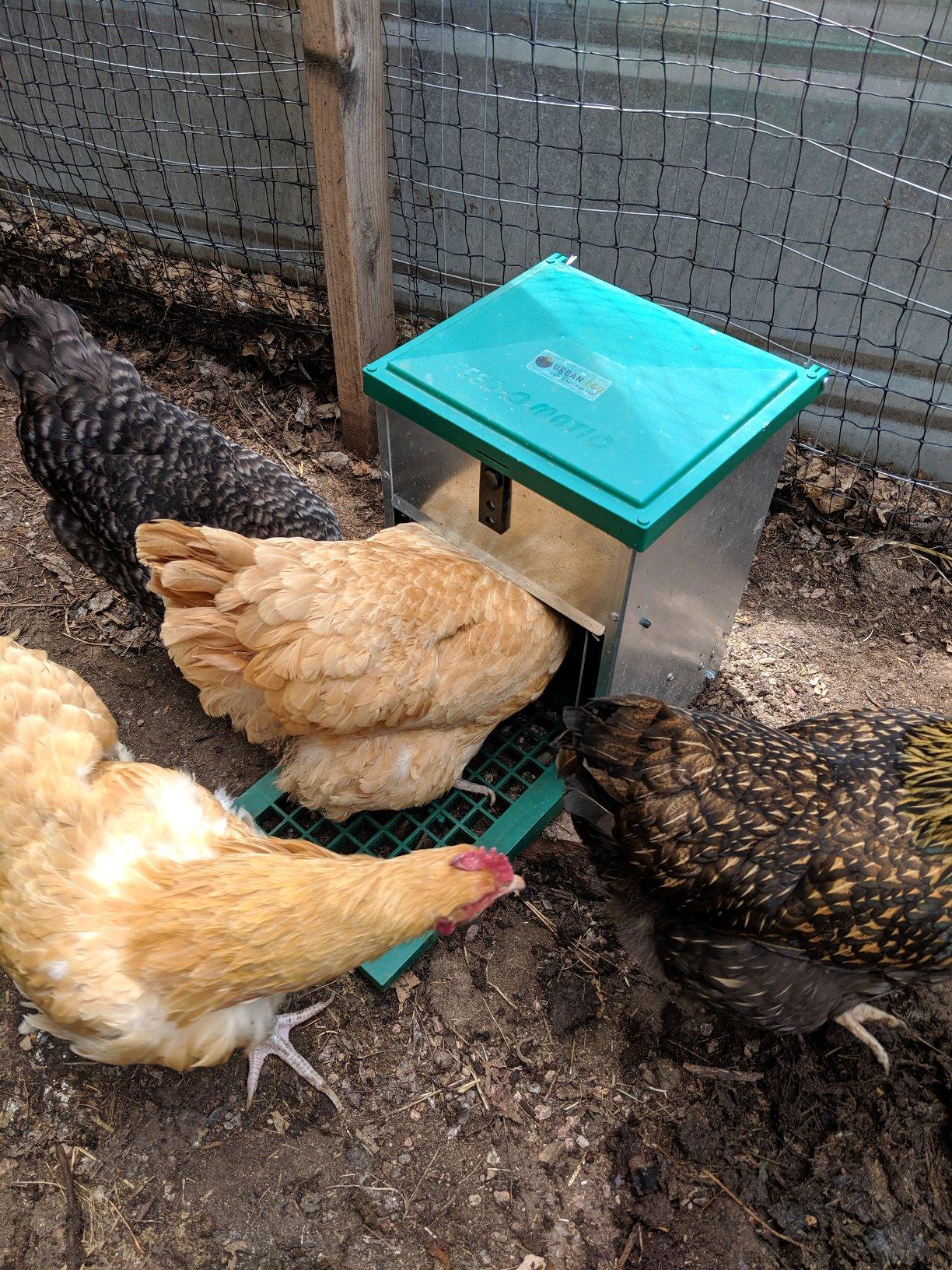 Olba B.V. Feedomatic Automatic Poultry Feeder, 12 kg customer photo 1