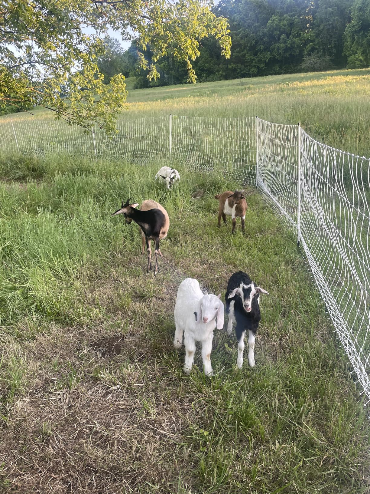 Premier 1 PoultryNet® Electric Fence for Chickens - 48