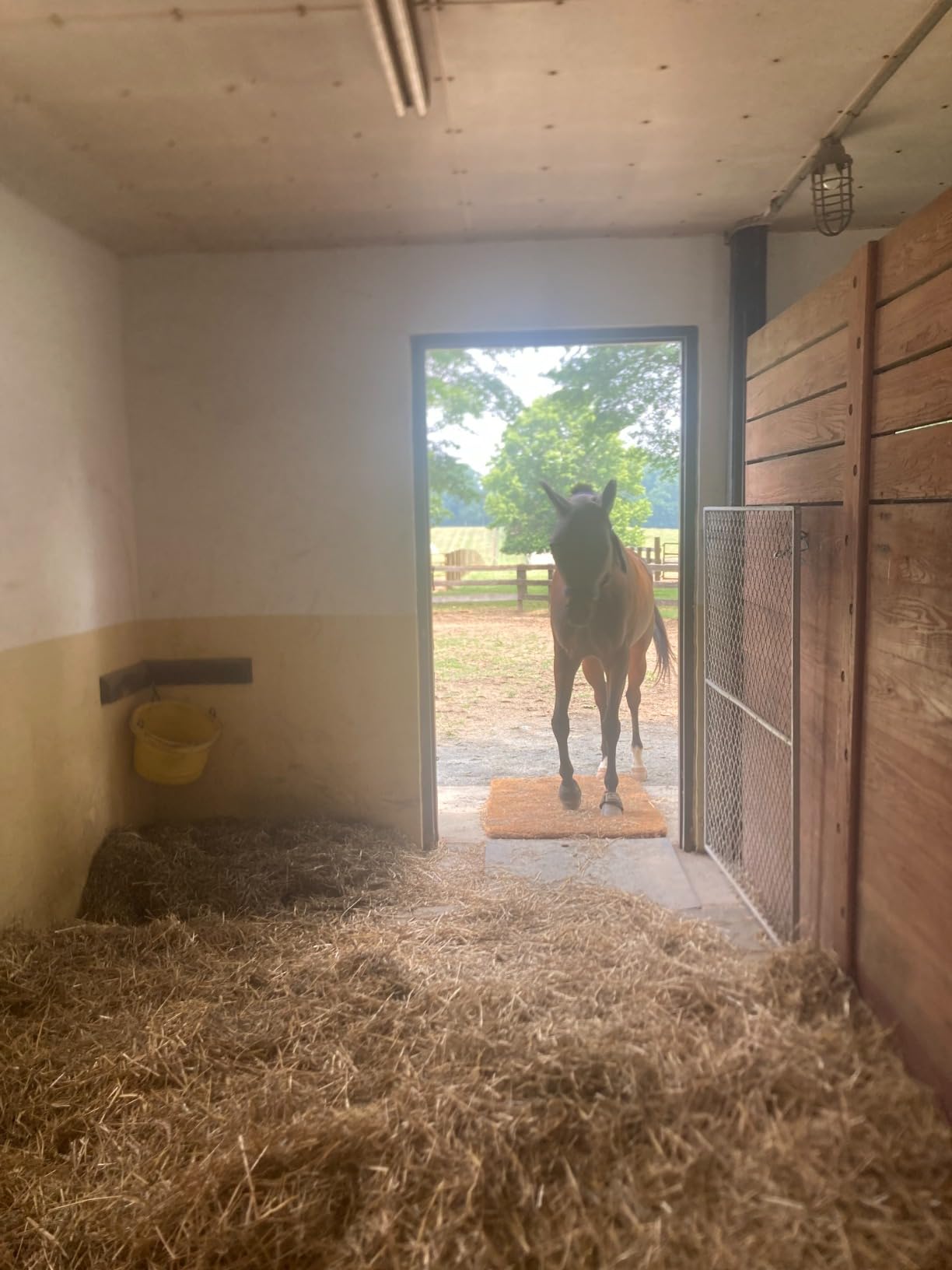 Kempf Horse Van Natural Coco Coir Mat (4' x 6') - Heavy Duty, High Traction, Woven-Backed Coconut Fiber for Trailers & Ramps customer photo 2
