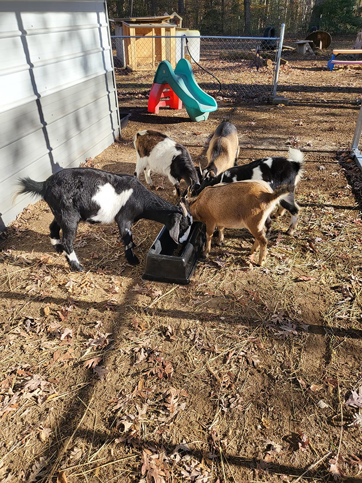 Premier 1 PortaTrough 5 - Portable Feed & Water Trough - 61