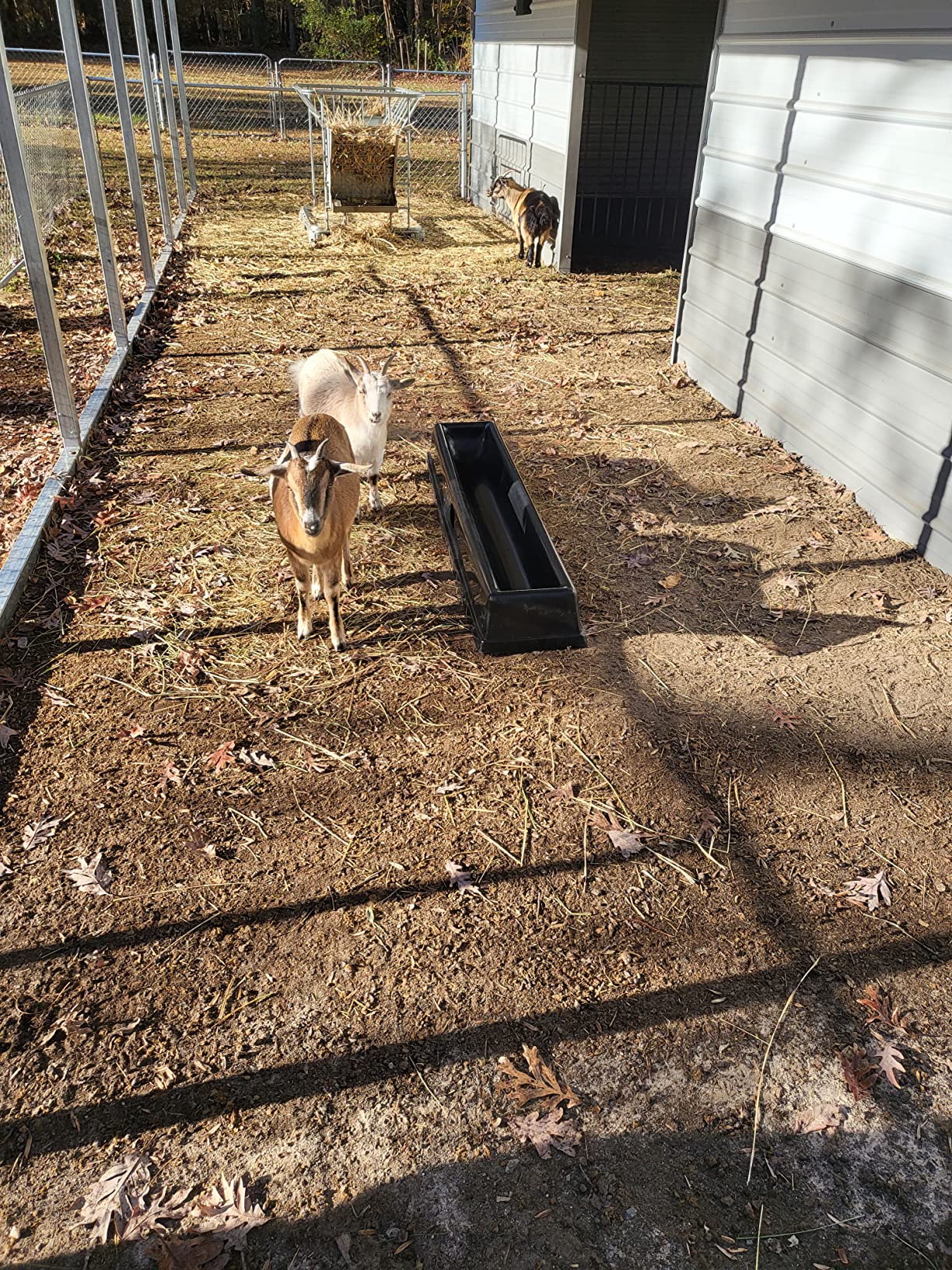 Premier 1 PortaTrough 5 - Portable Feed & Water Trough - 61