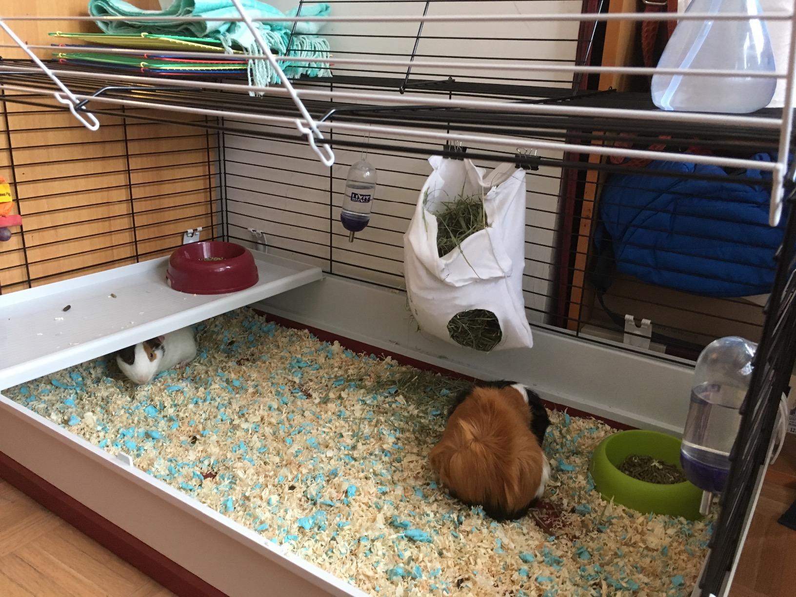 MidWest Homes for Pets 158 Wabbitat Deluxe Rabbit Home, Rabbit Cage, 39.5 L x 23.75 W x 19.75 H Inch, Maroon/White customer photo 2