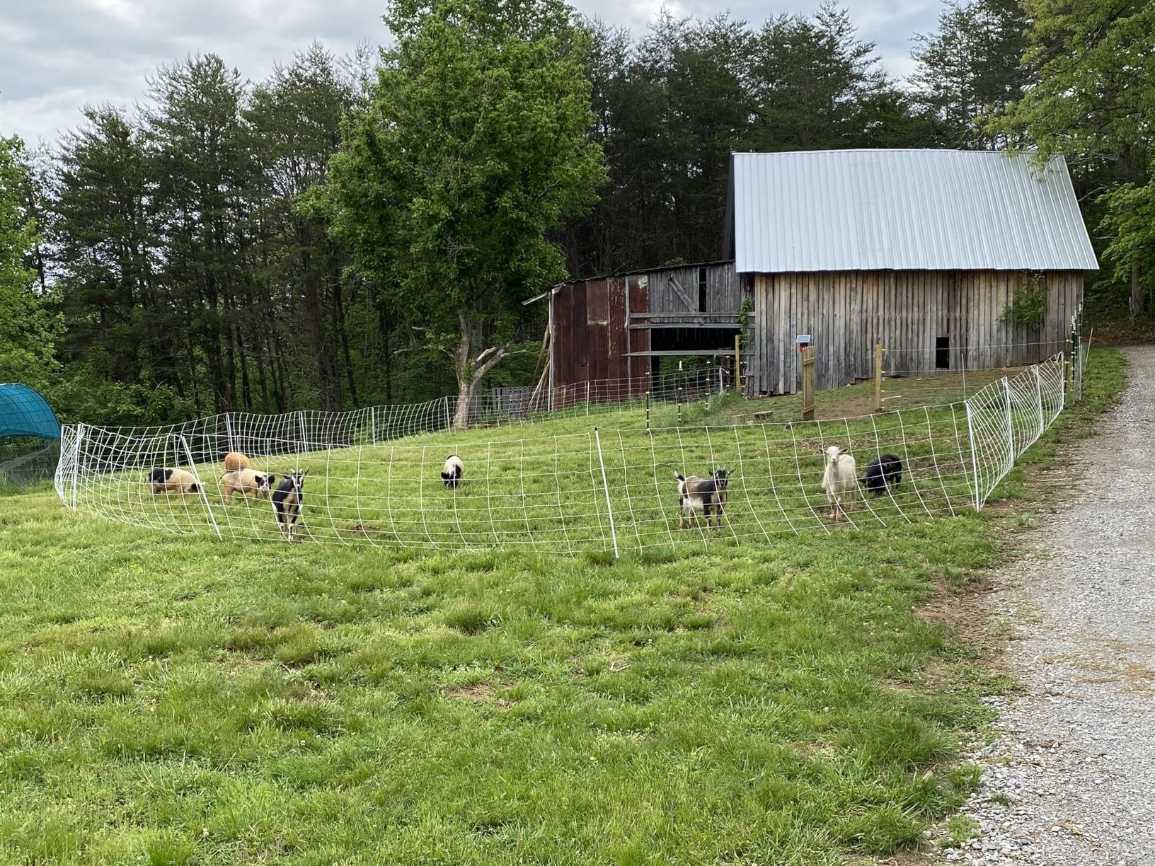 Premier 1 ElectroStop Double Spike Fence - Sheep & Goats - 42