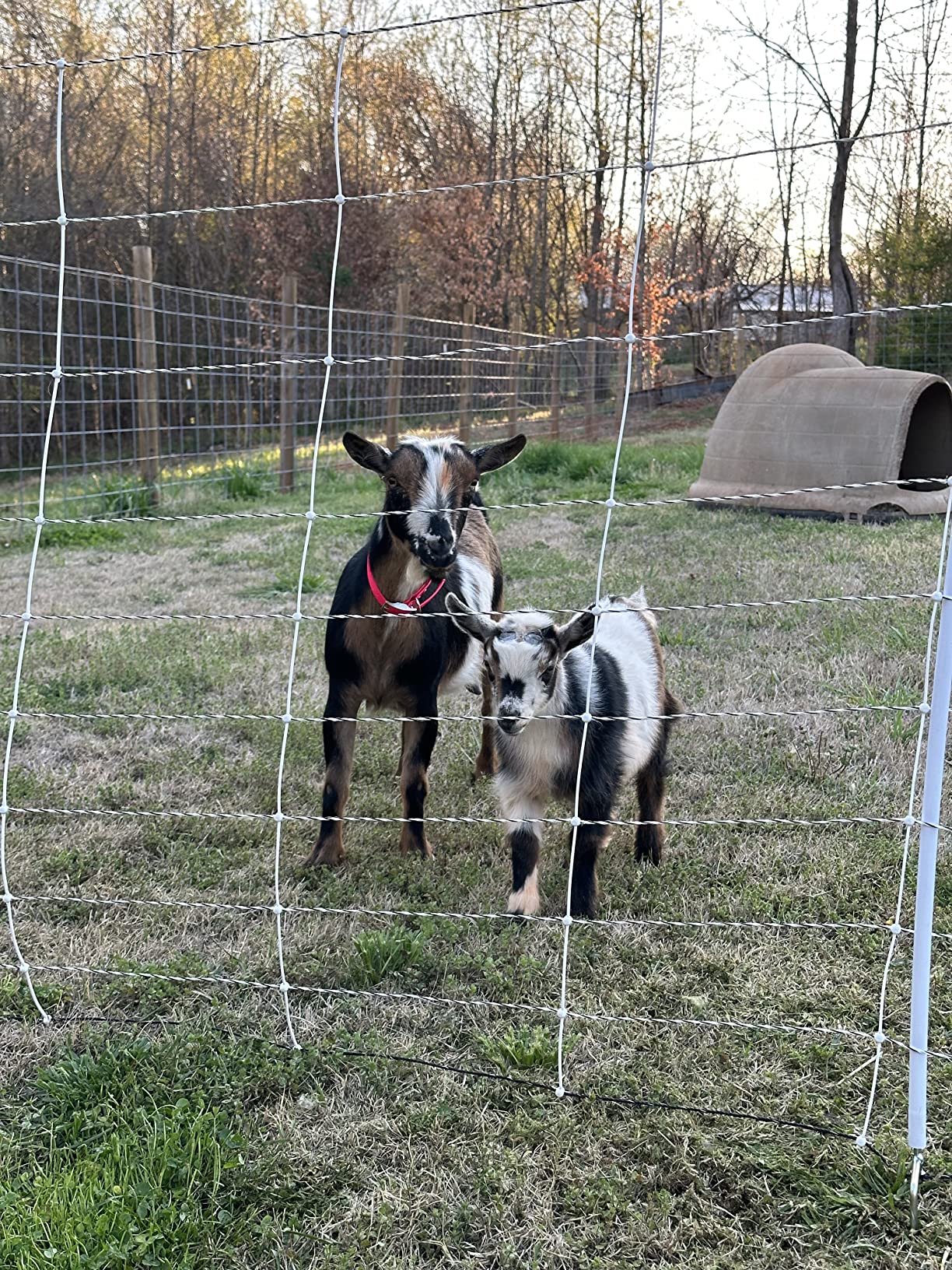 Premier 1 ElectroStop Double Spike Fence - Sheep & Goats - 42