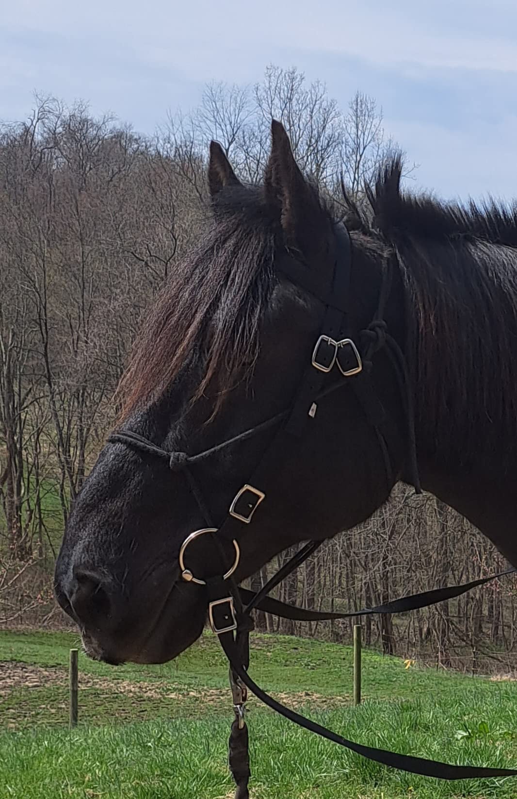 Tahoe Tack Draft Horse Browband Headstall with 85