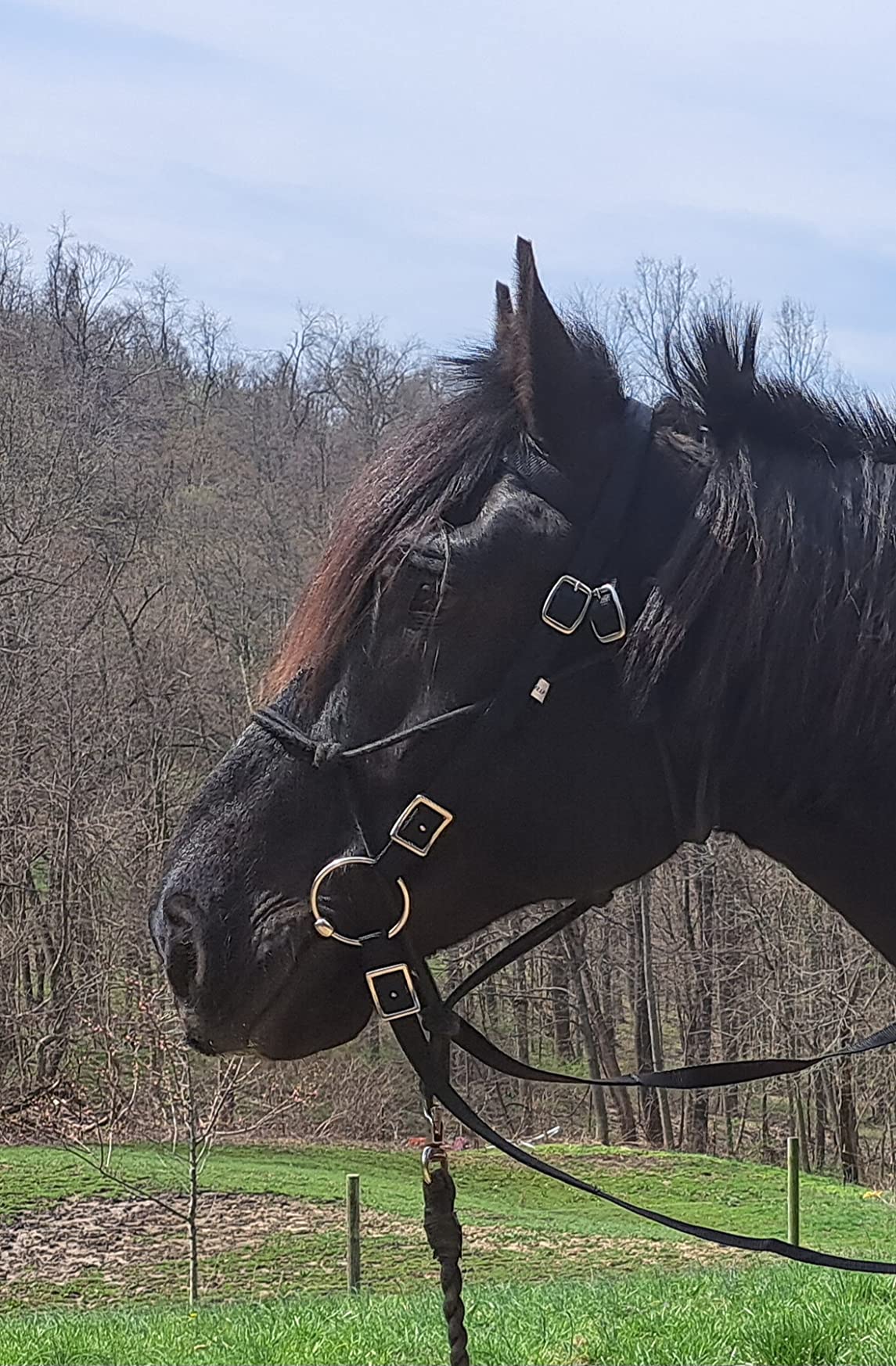 Tahoe Tack Draft Horse Browband Headstall with 85