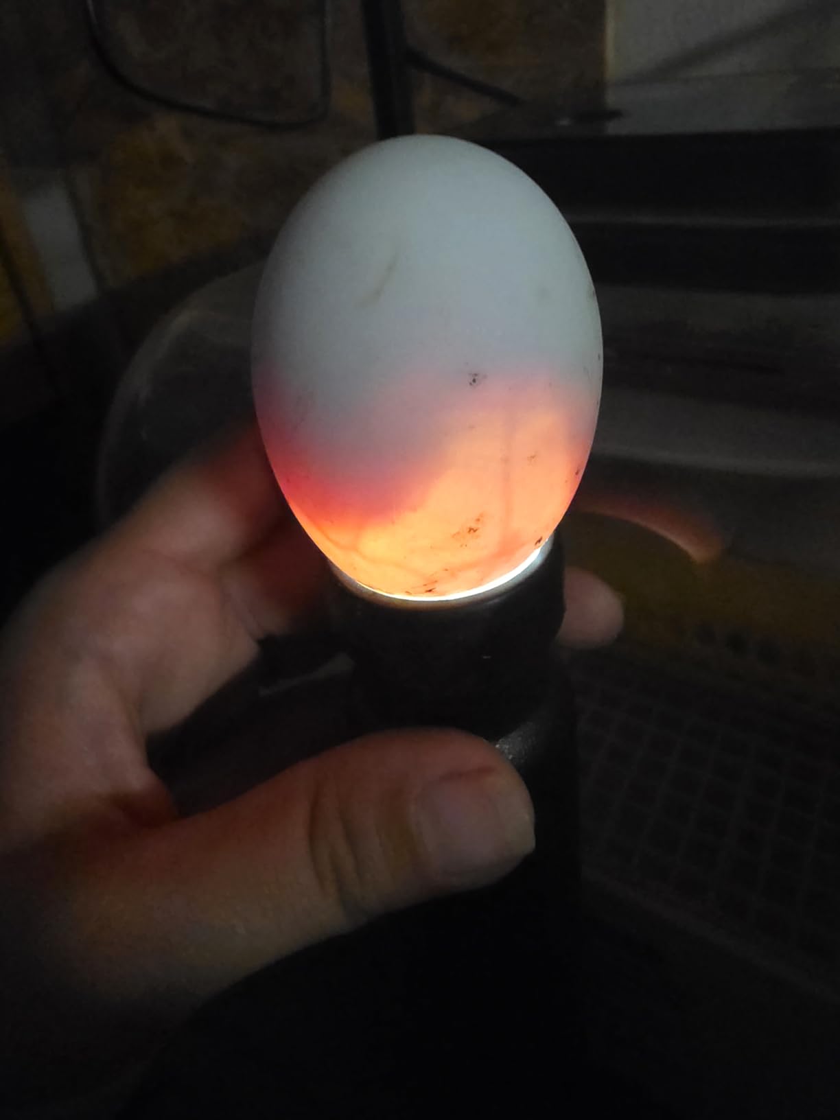 Magicfly Rechargeable Egg Candler Tester for Monitoring Eggs Development, Bright Cool LED Light Candling Lamp customer photo 2