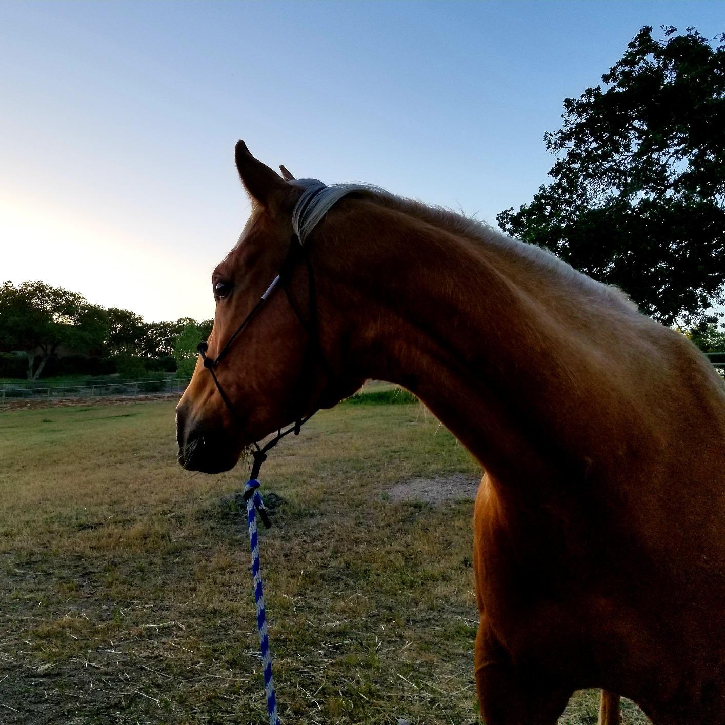 4 Knot Horse Rope Training Halter - 3/16