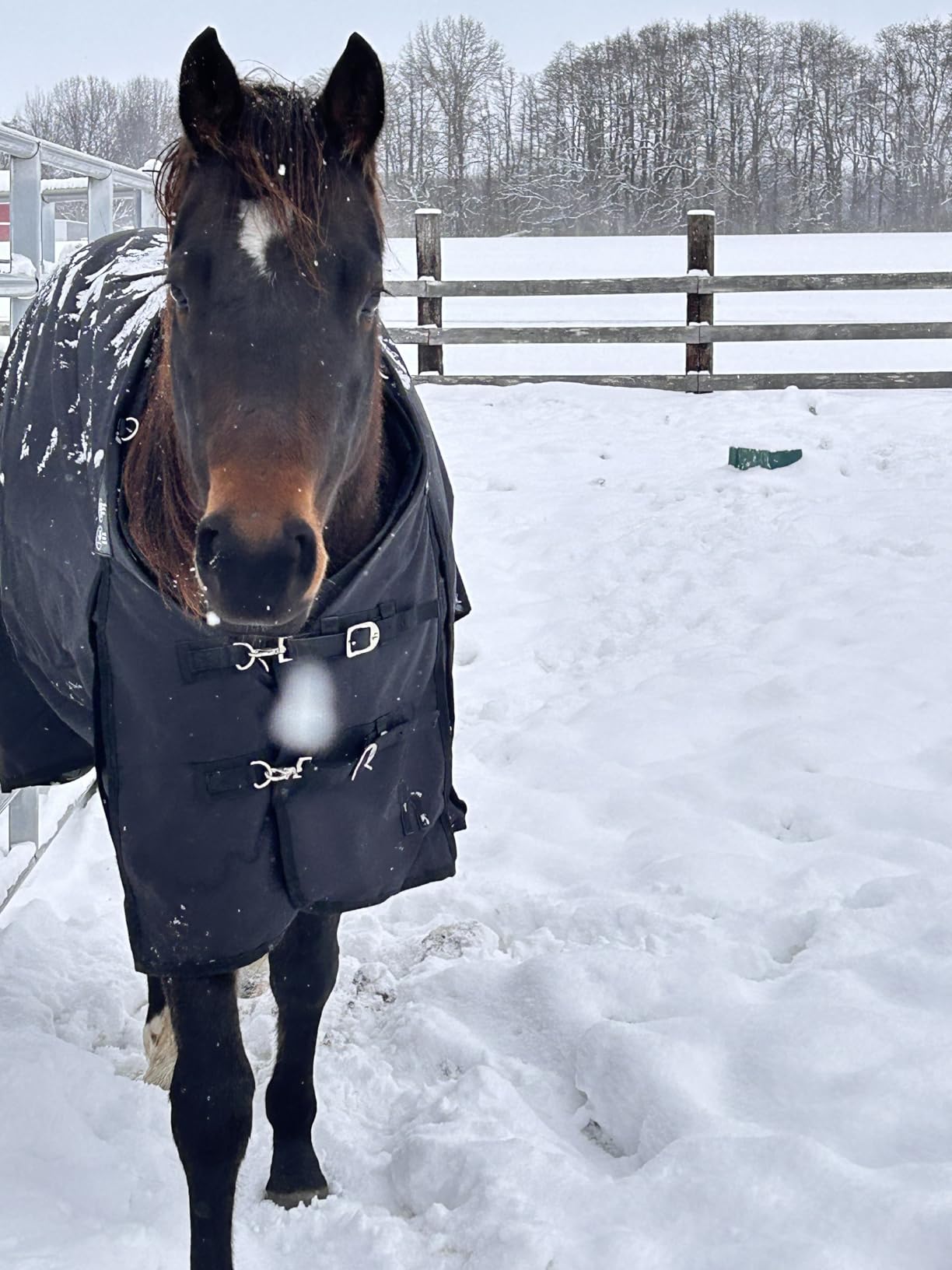 HORZE Nevada Horse Blankets, Heavy Weight Winter Turnout Blanket, Waterproof Breathable, 400g Fill customer photo 1
