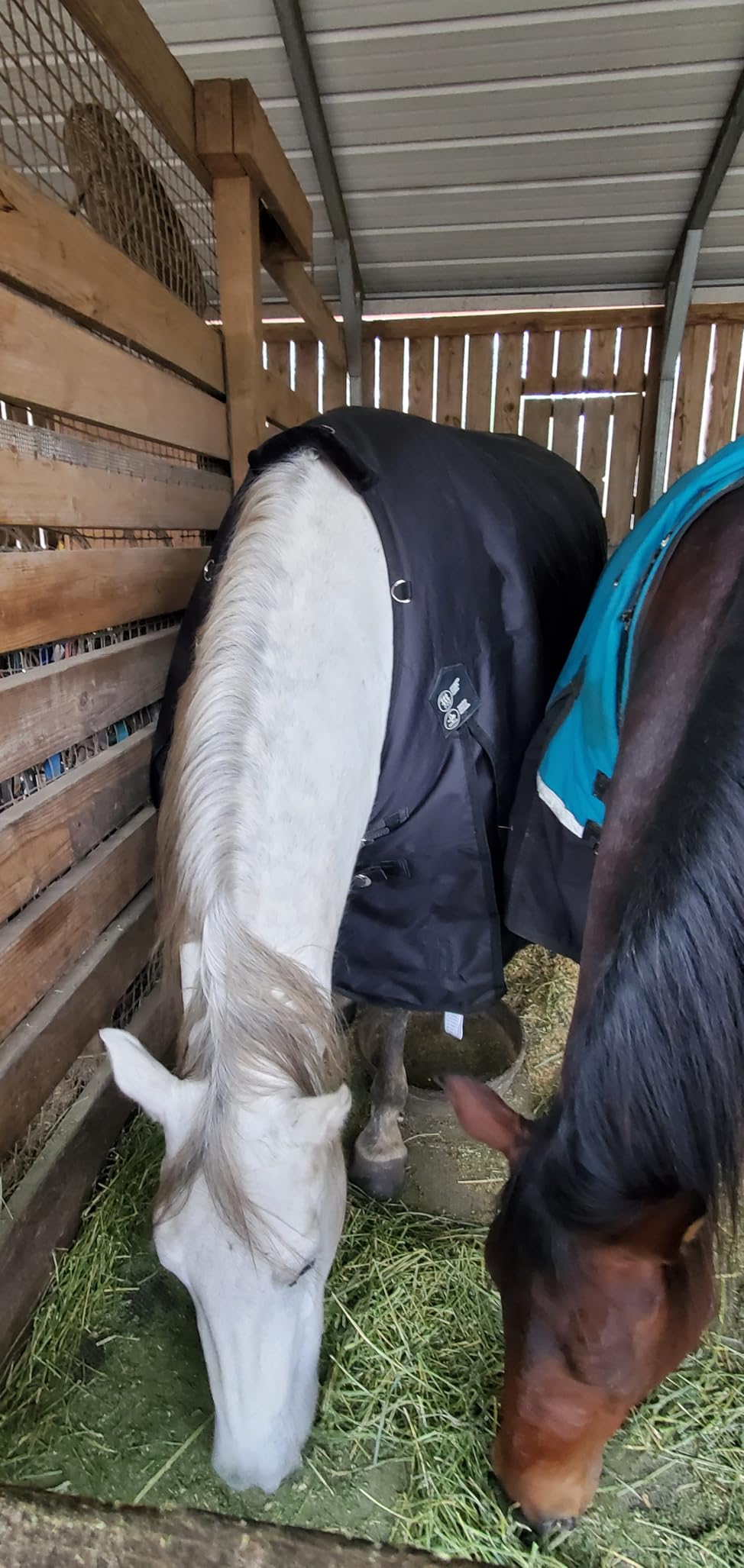 HORZE Nevada Horse Blankets, Heavy Weight Winter Turnout Blanket, Waterproof Breathable, 400g Fill customer photo 2