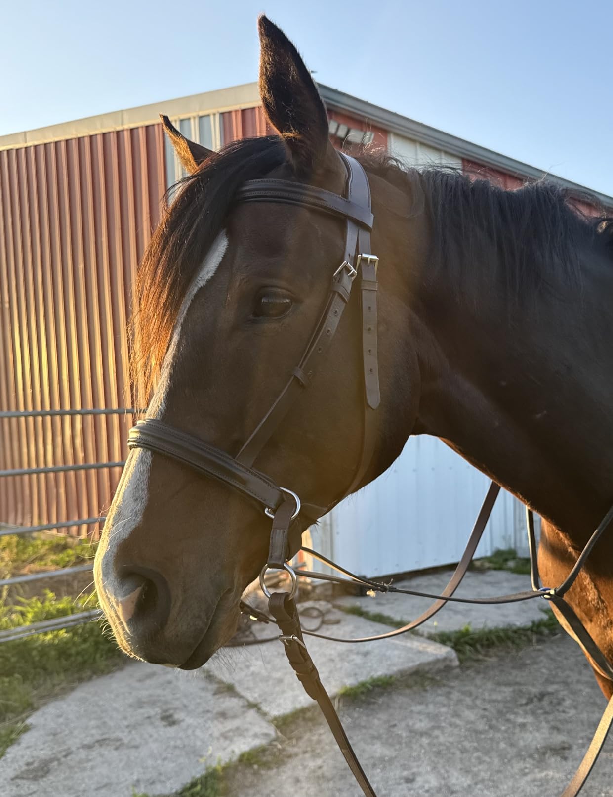 Wonder Care Genuine English Leather Crossover Crossunder Bitless Bridle for Horse Headstall with Reins customer photo 1