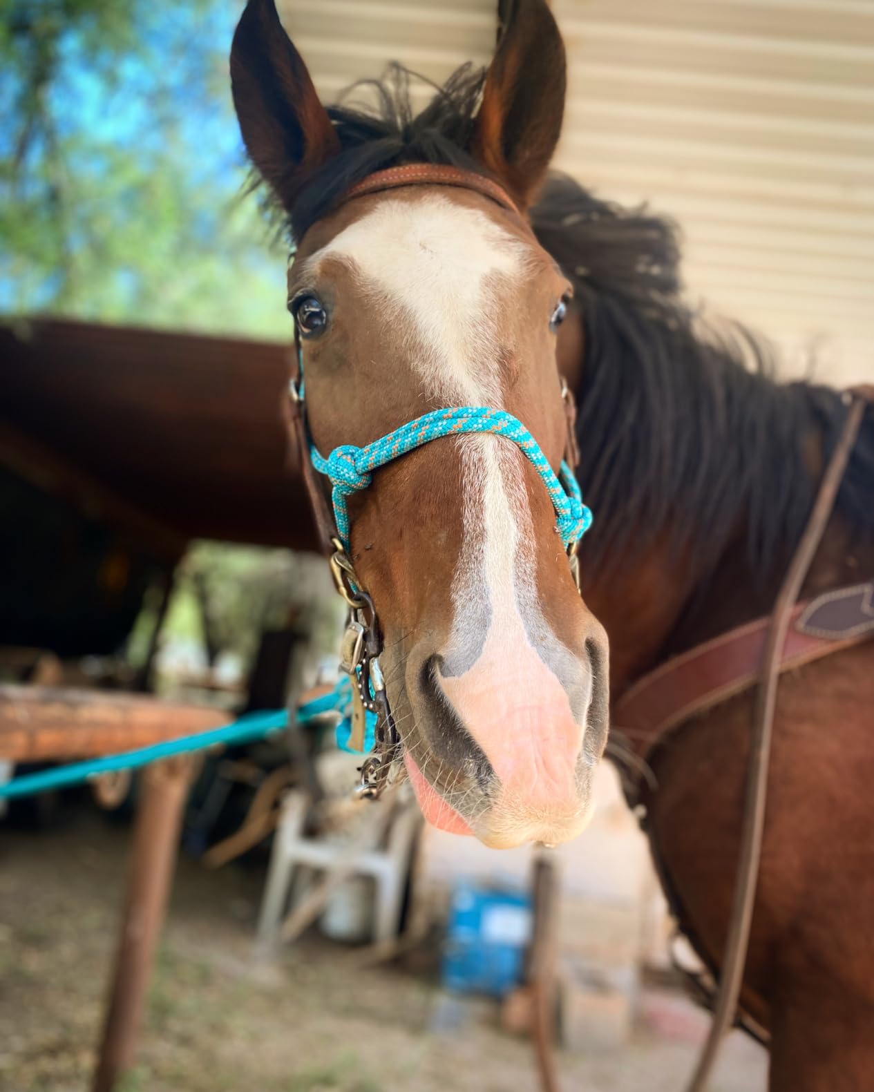 Weaver Leather Diamond Braid Rope Halter and Lead, Teal/Gray/Orange customer photo 2