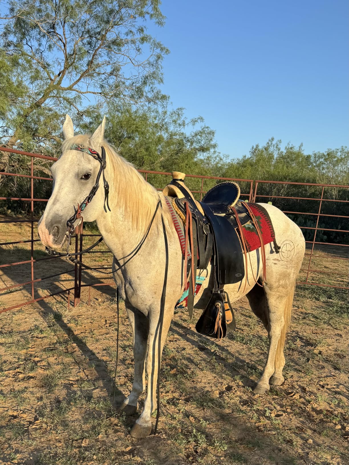 Weaver Equine Turquoise Diamond Beaded Horse Headstall, Dark Oil customer photo 1