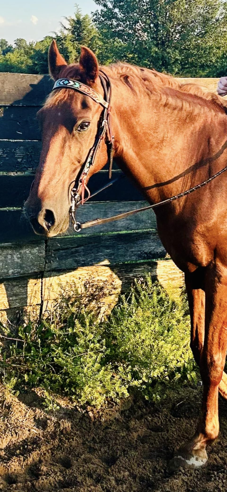 Weaver Equine Turquoise Diamond Beaded Horse Headstall, Dark Oil customer photo 2