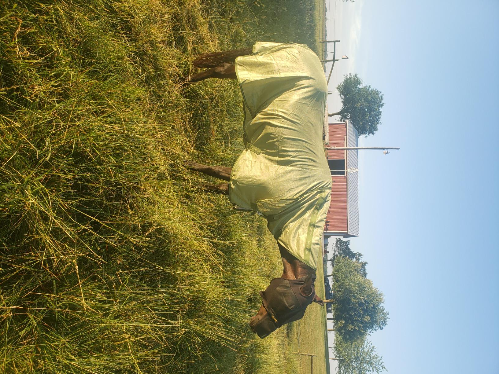 TuffRider Comfy Mesh Combo Neck Fly Sheet | UV Protection Horse Sheet with Neck Cover, 190 Grams Breathable Polyester Mesh - White - 66 customer photo 1