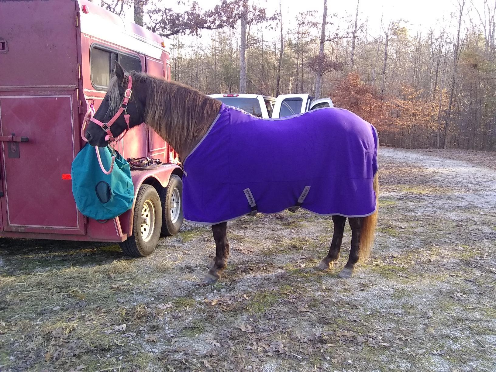 TuffRider Fleece Cooler Sheet for Horse - Black - 75 customer photo 1