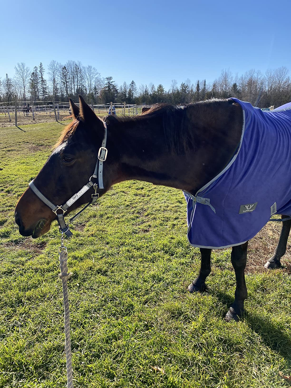 TuffRider Fleece Cooler Sheet for Horse - Black - 75 customer photo 2