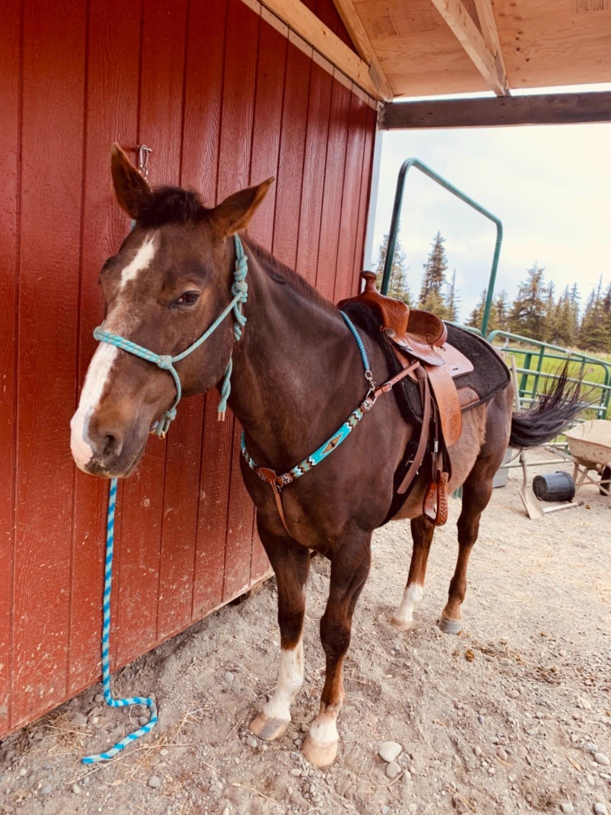 Showman Leather Headstall and Breast Collar Set with Teal, Gold & Black Beaded Overlay w Cross customer photo 1