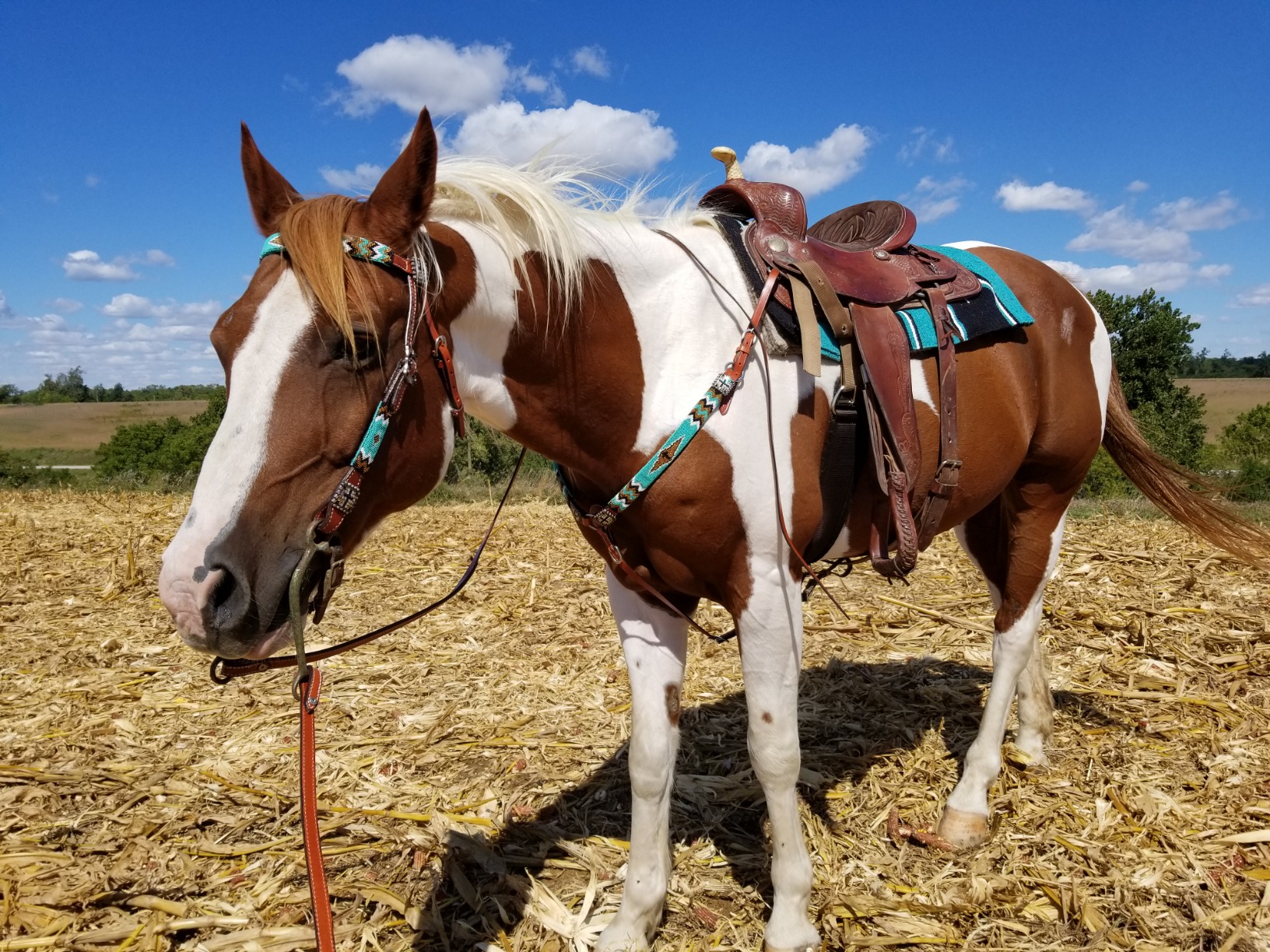 Showman Leather Headstall and Breast Collar Set with Teal, Gold & Black Beaded Overlay w Cross customer photo 2