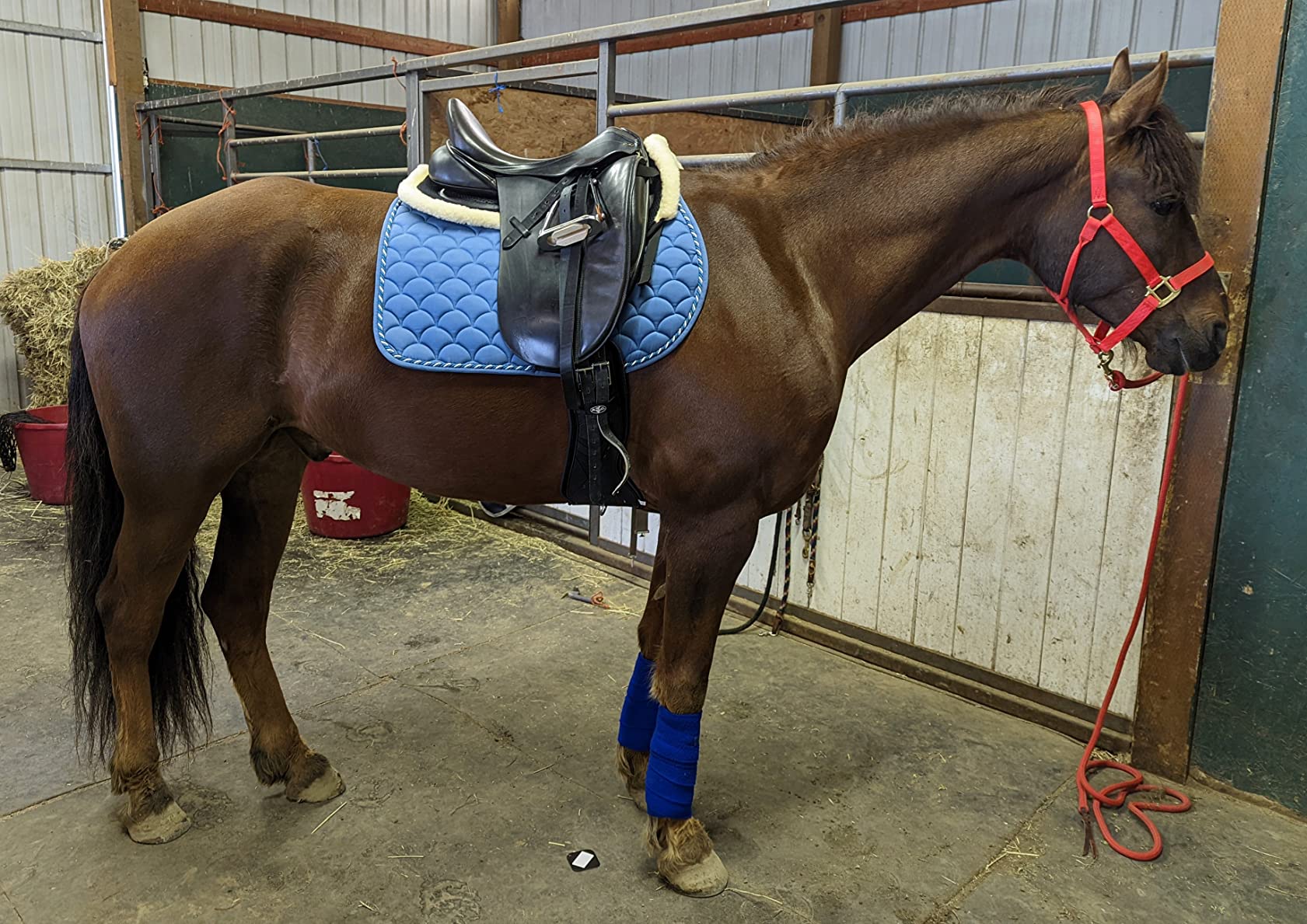 Kavallerie 3D Air-Mesh Half Pad, Impact Protection & Therapeutic Gel Padding English Saddle for Maximum Support and Stability, Best for Horses Under Saddle, Dressage, Jumping & Training customer photo 2