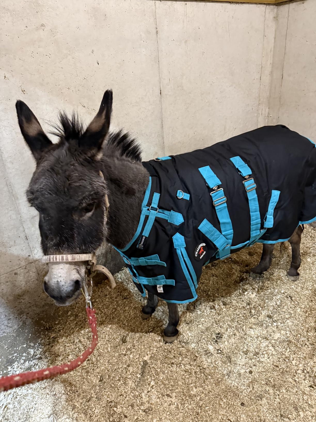 Challenger 1200D Miniature Weanling Donkey Pony Horse Foal Winter Blanket Teal 51945 customer photo 1