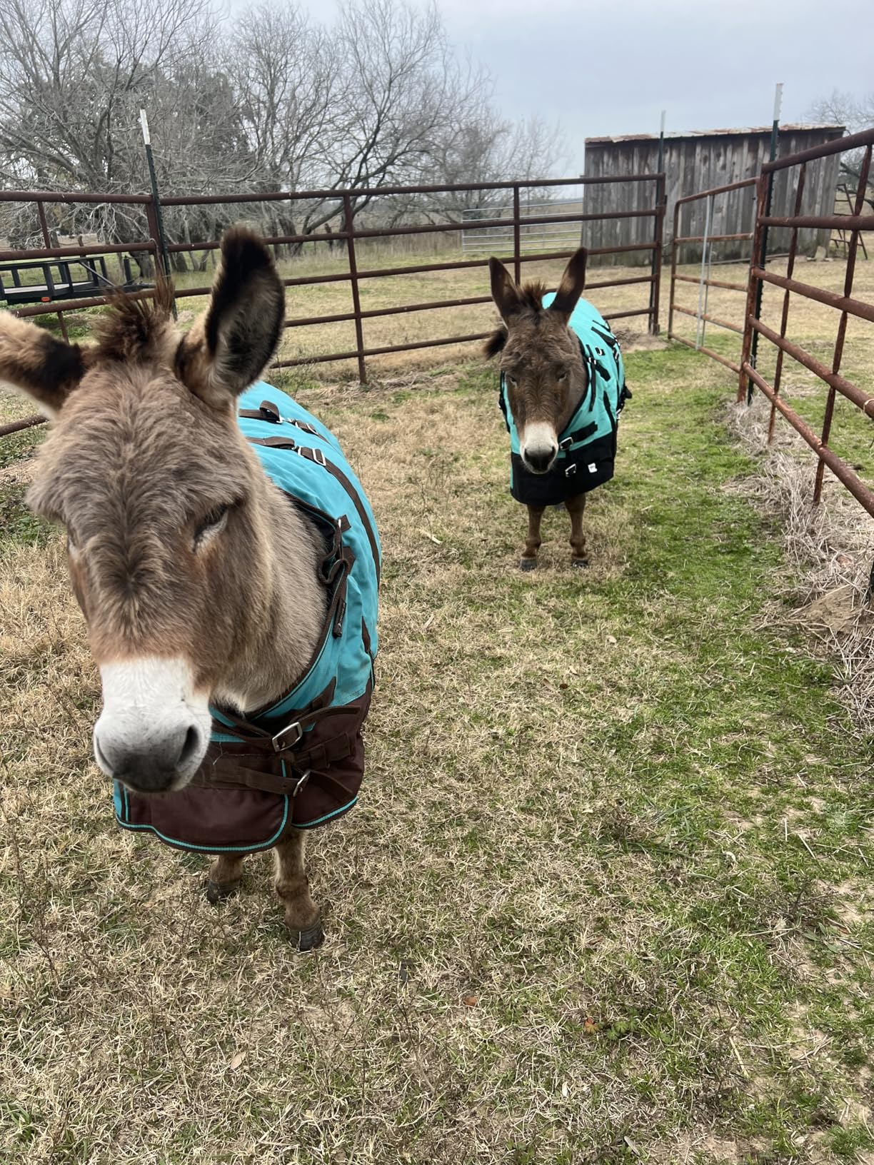 Challenger 1200D Miniature Weanling Donkey Pony Horse Foal Winter Blanket Teal 51945 customer photo 2