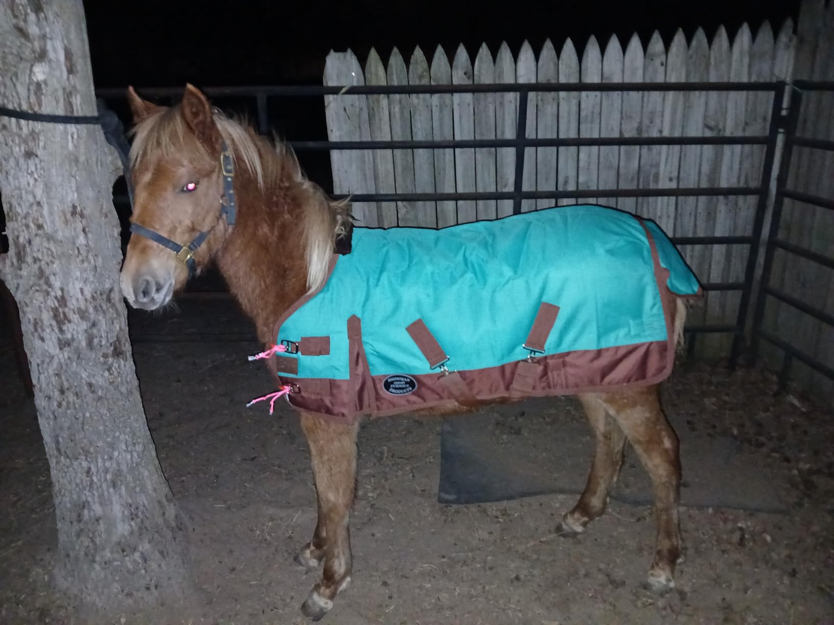 Showman FOAL/MINI Size 36