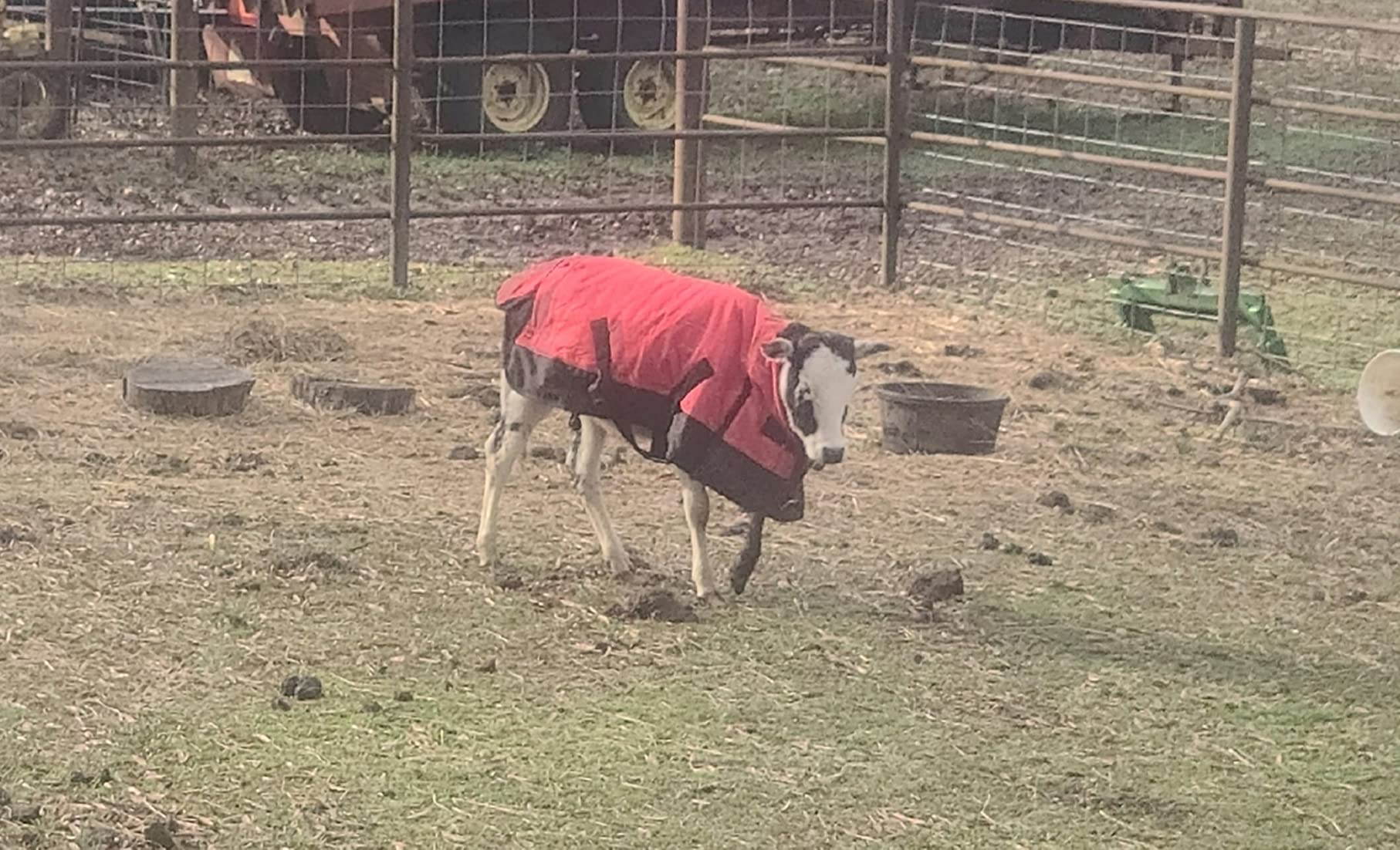 Showman FOAL/MINI Size 36