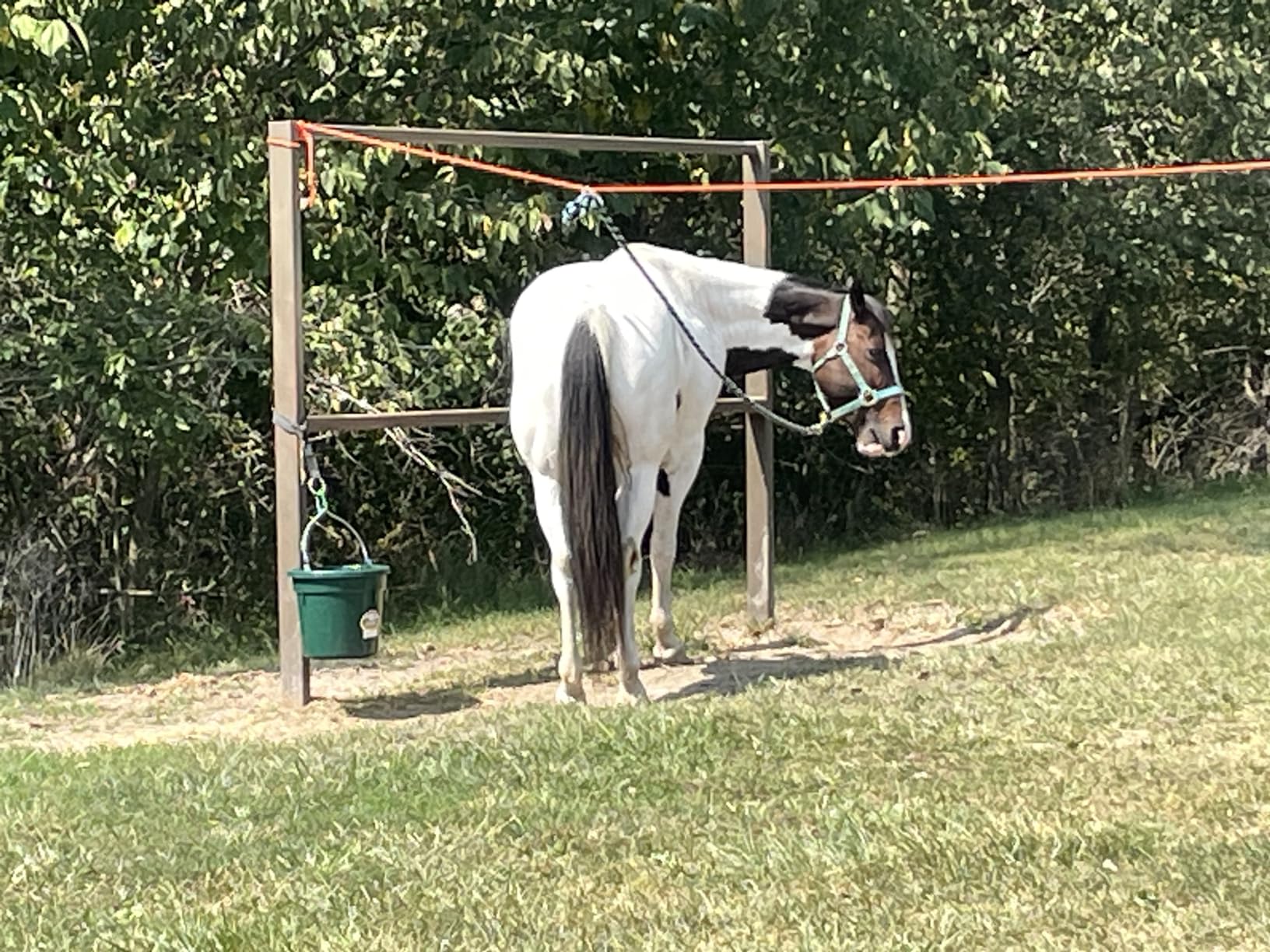 Tough 1 2 Horse Swivel Tie Picket Line Kit customer photo 2
