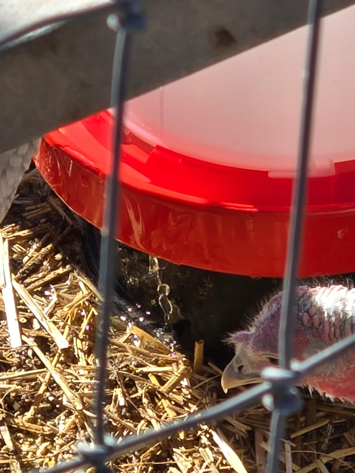 API 3 Gallon Heated Chicken or Bird Waterer with Overheating Protection, Galvanized Steel Handle, and Easy to Fill Funnel Design customer photo 2