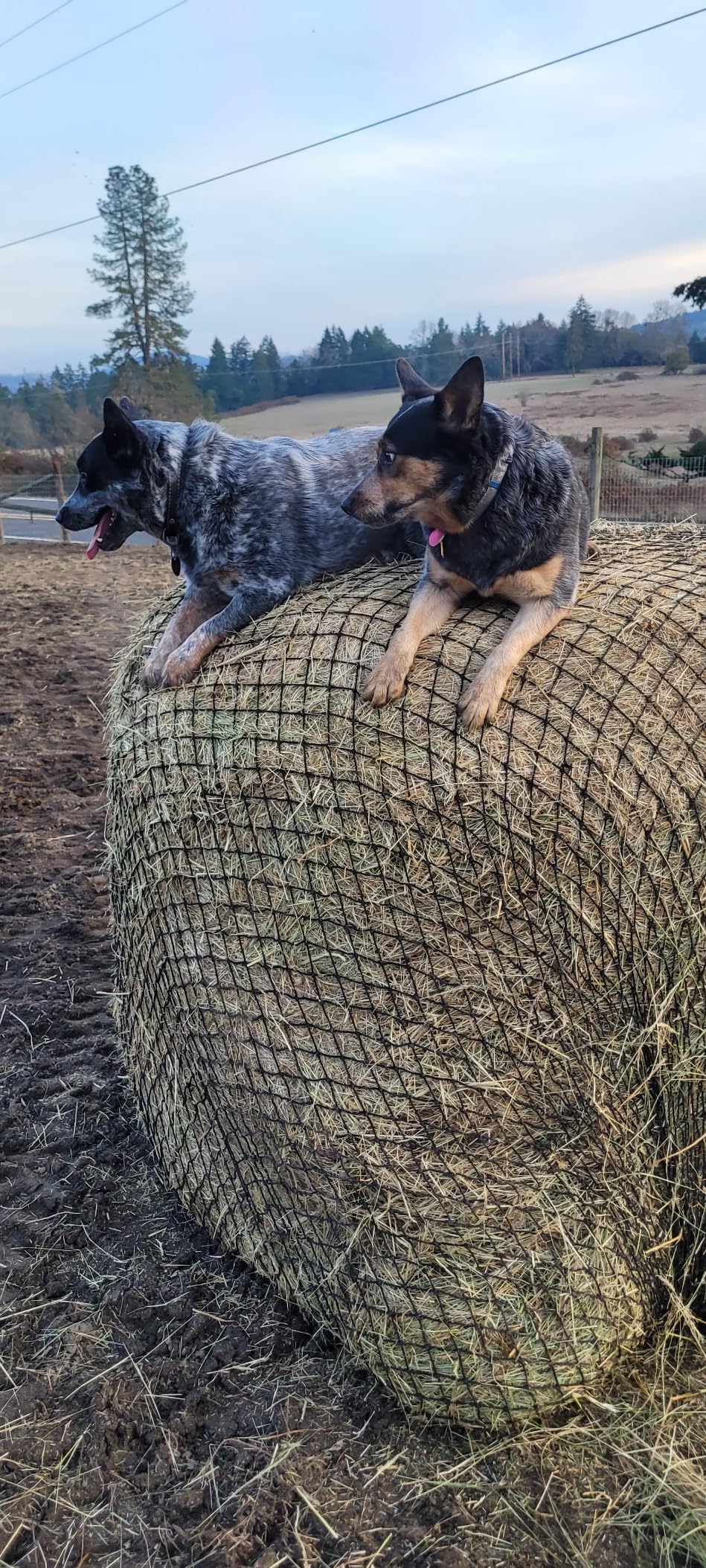Texas Haynet - Round Bale Hay Net Slow Feed - Durable Round Bale Feeder for Horses - American Made UV Resistant Nylon Net customer photo 1