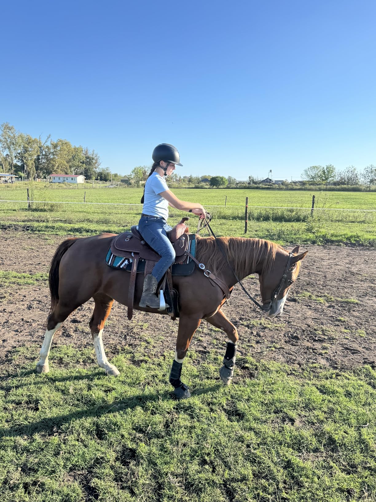 Weaver Equine 31