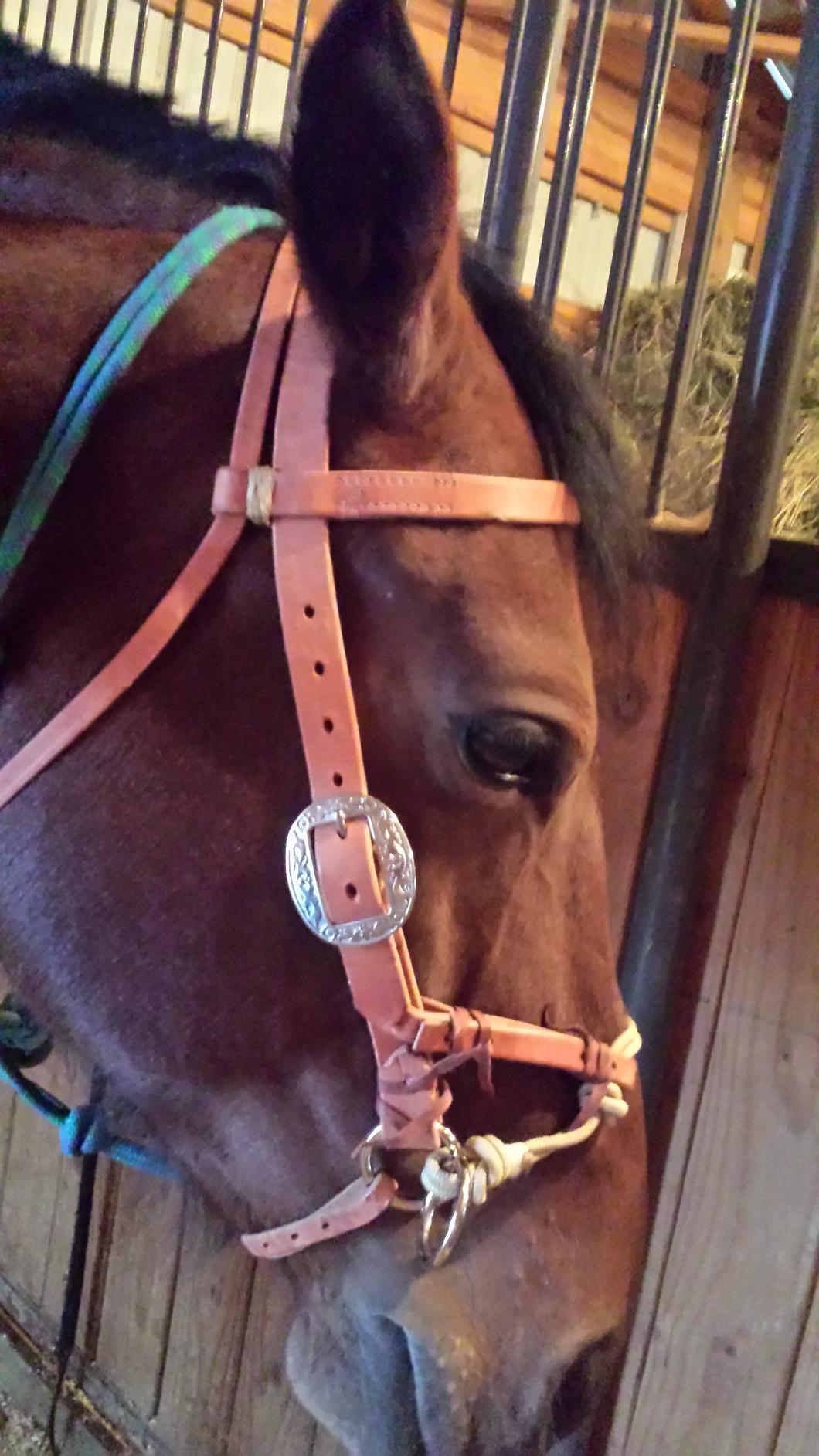 Justin Dunn Bitless Bridle customer photo 1