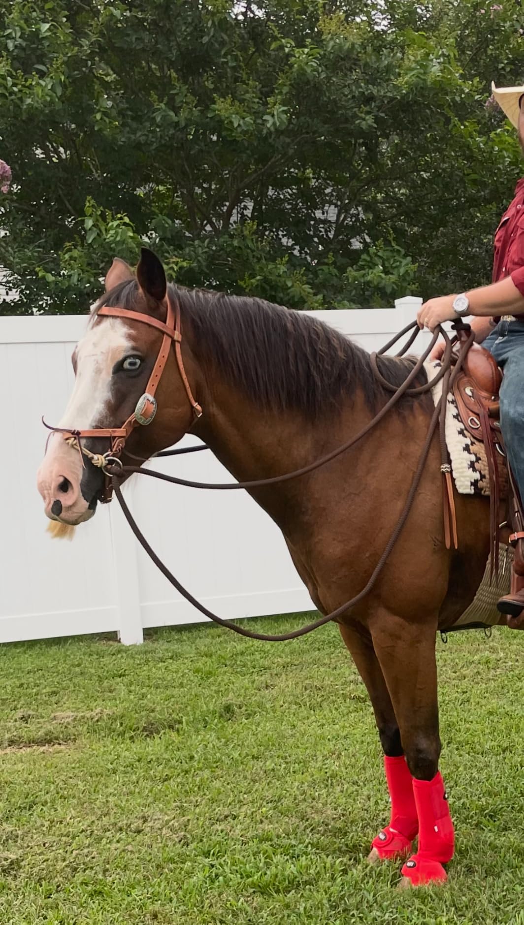 Justin Dunn Bitless Bridle customer photo 2