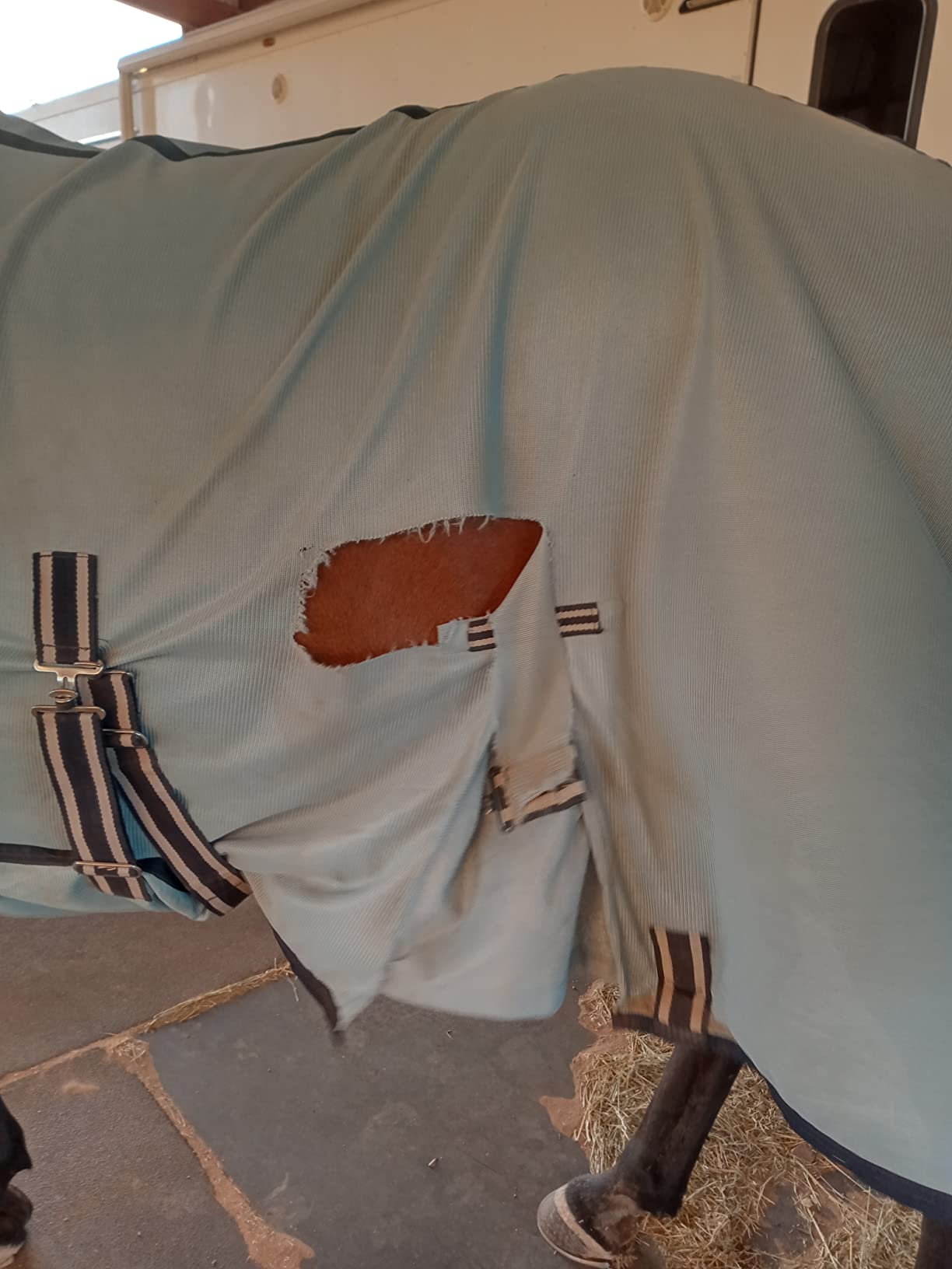 Horze Freja Horse Fly Sheet with Belly Band, Equine Fly Sheet for Horses | Mesh Horse Fly Sheets with Neck, Breathable Horse Sheets, Lightweight, Sun Protection, Detachable Neck Cover, Light Blue customer photo 1