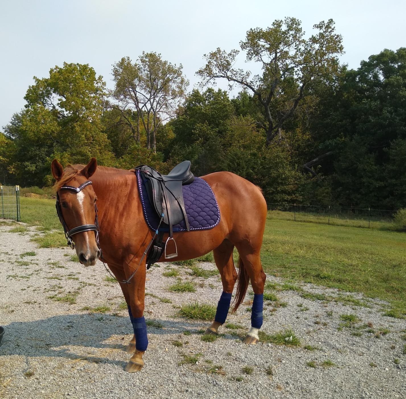 CHALLENGER Horse English Quilted Contoured Dressage Trail Saddle Pad 7295 customer photo 1