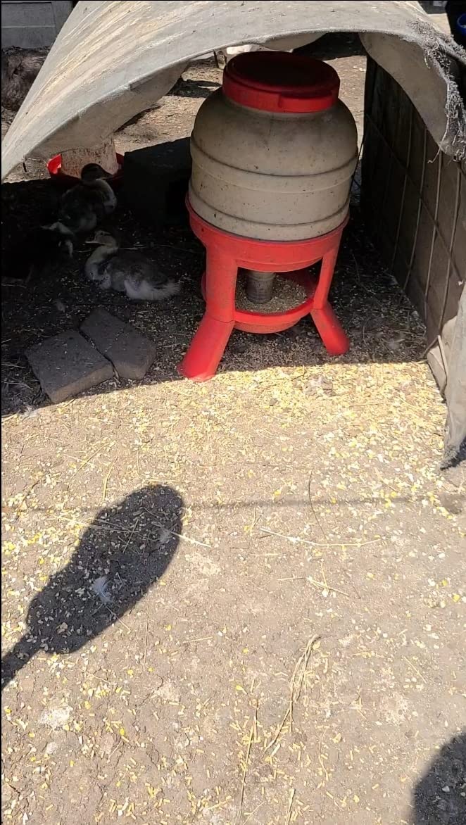 Little Giant Plastic Dome Feeder | Heavy Duty Plastic Gravity Fed Poultry Feed Container Tank | Backyard Poultry for Hobbyists, Farmers and Ranchers | 60 LB customer photo 2
