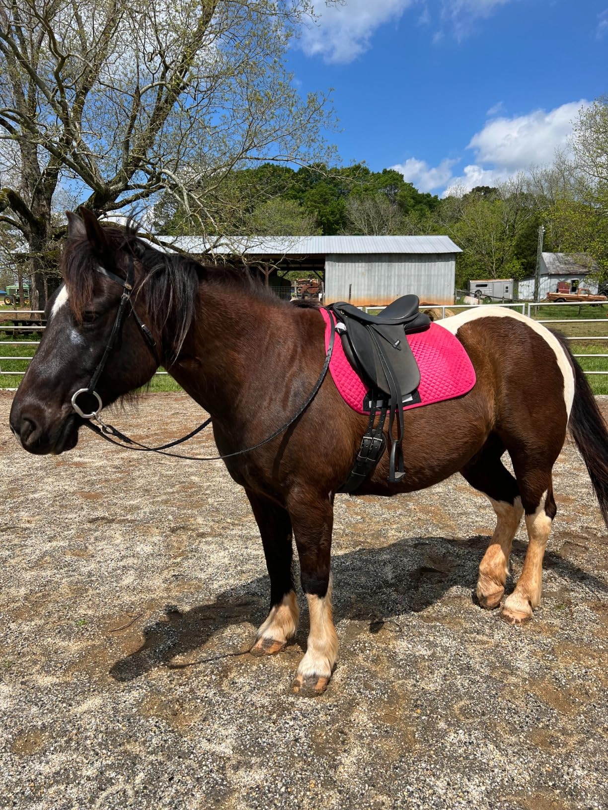 Collegiate Memory Foam Dressage Girth customer photo 1