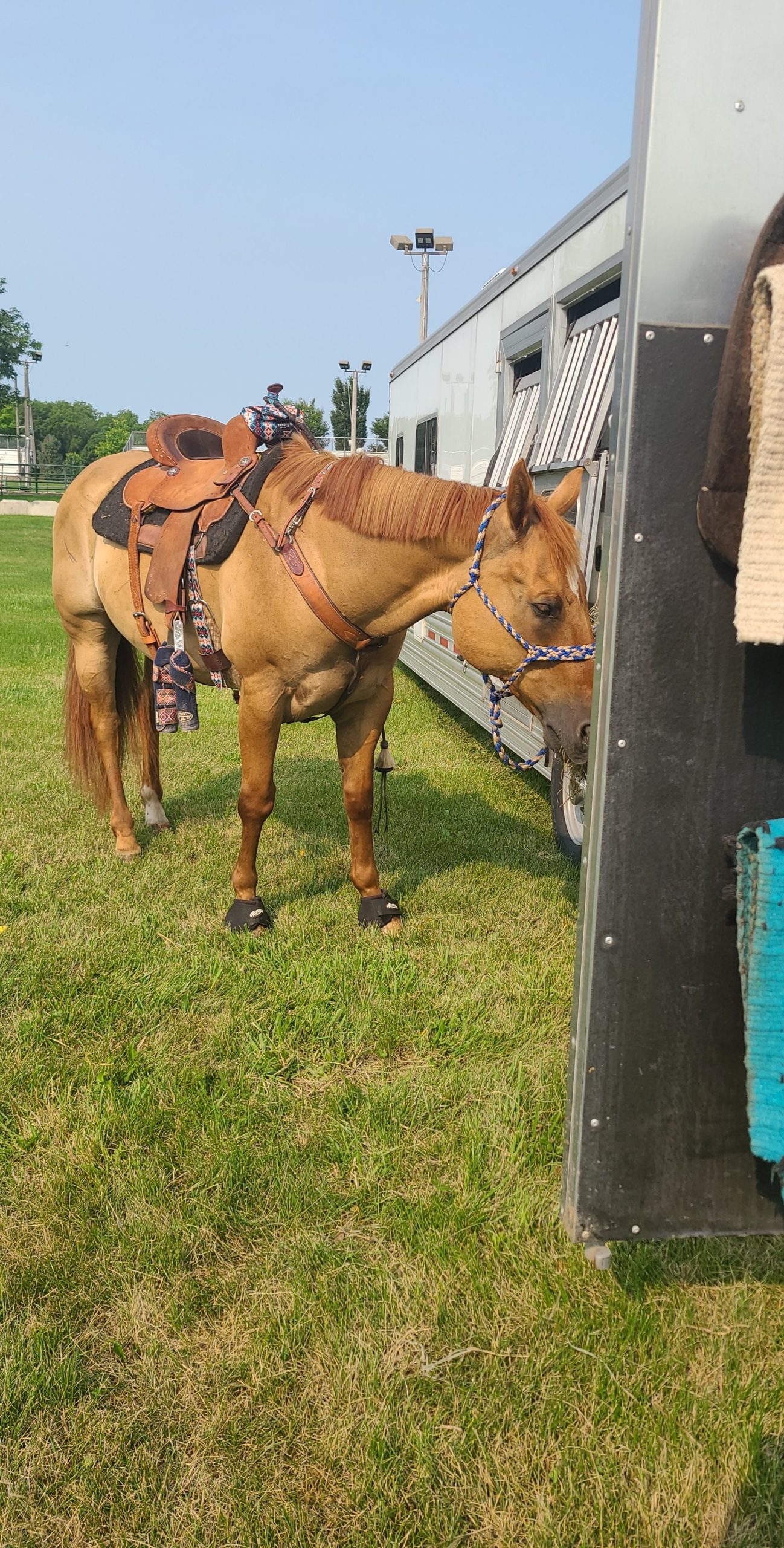 CHALLENGER Horse Saddle Aluminium Western Riding SS Stirrups Leather Tread 51153 customer photo 1