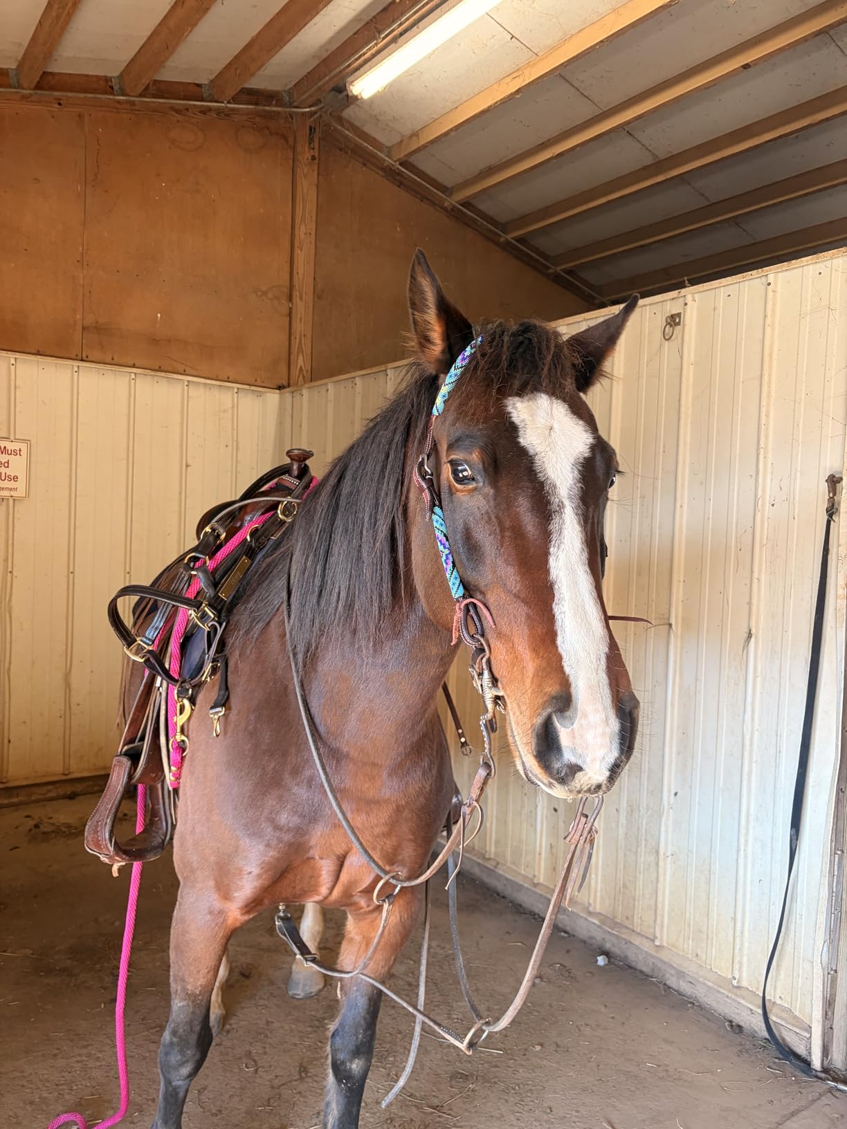 Tough 1 Royal King Beaded Diamond Single Ear Headstall customer photo 1
