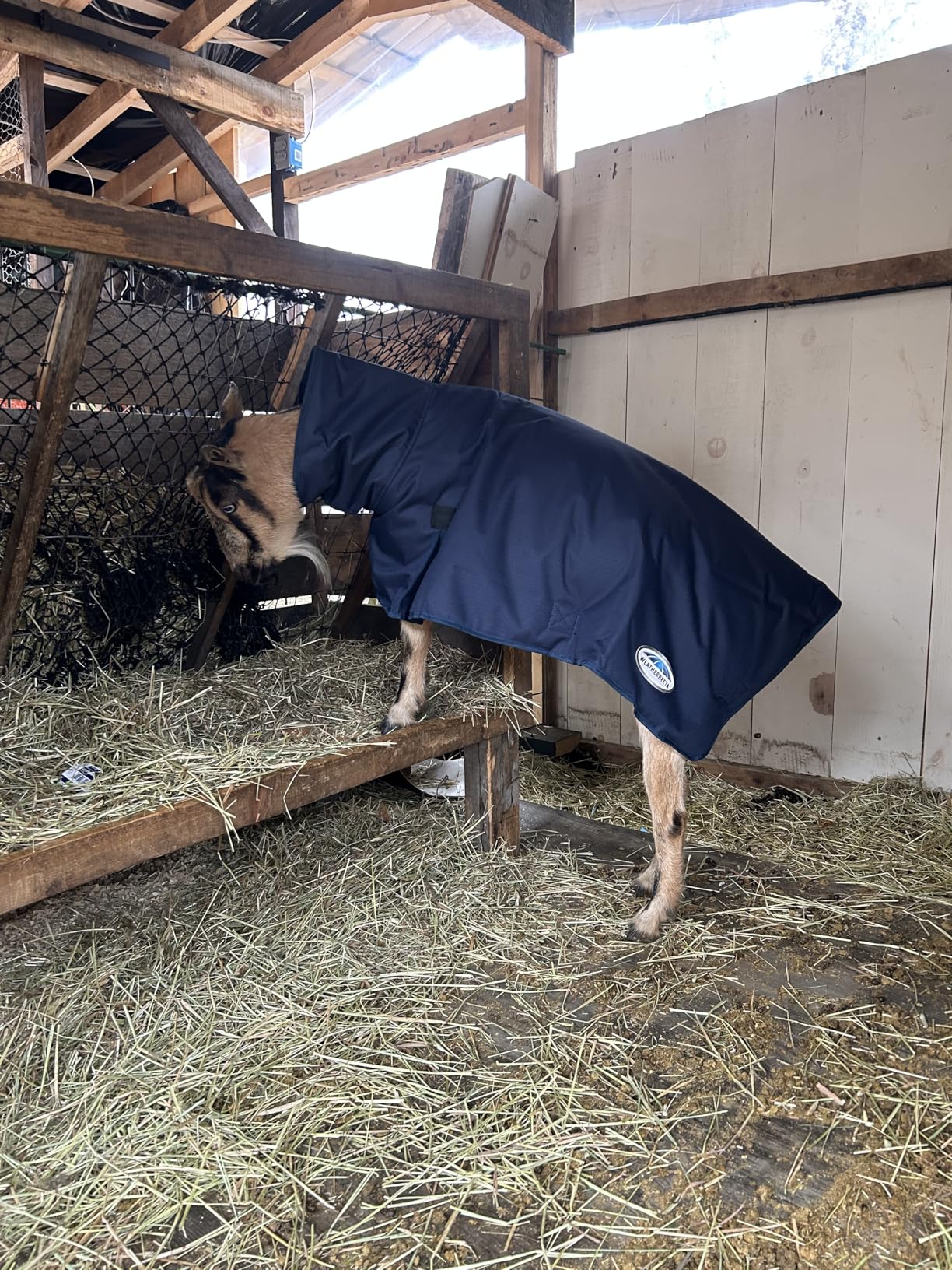 WeatherBeeta Goat Coat with Neck, Navy, Small customer photo 1