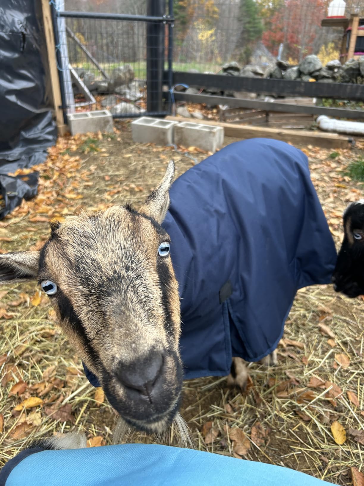 WeatherBeeta Goat Coat with Neck, Navy, Small customer photo 2