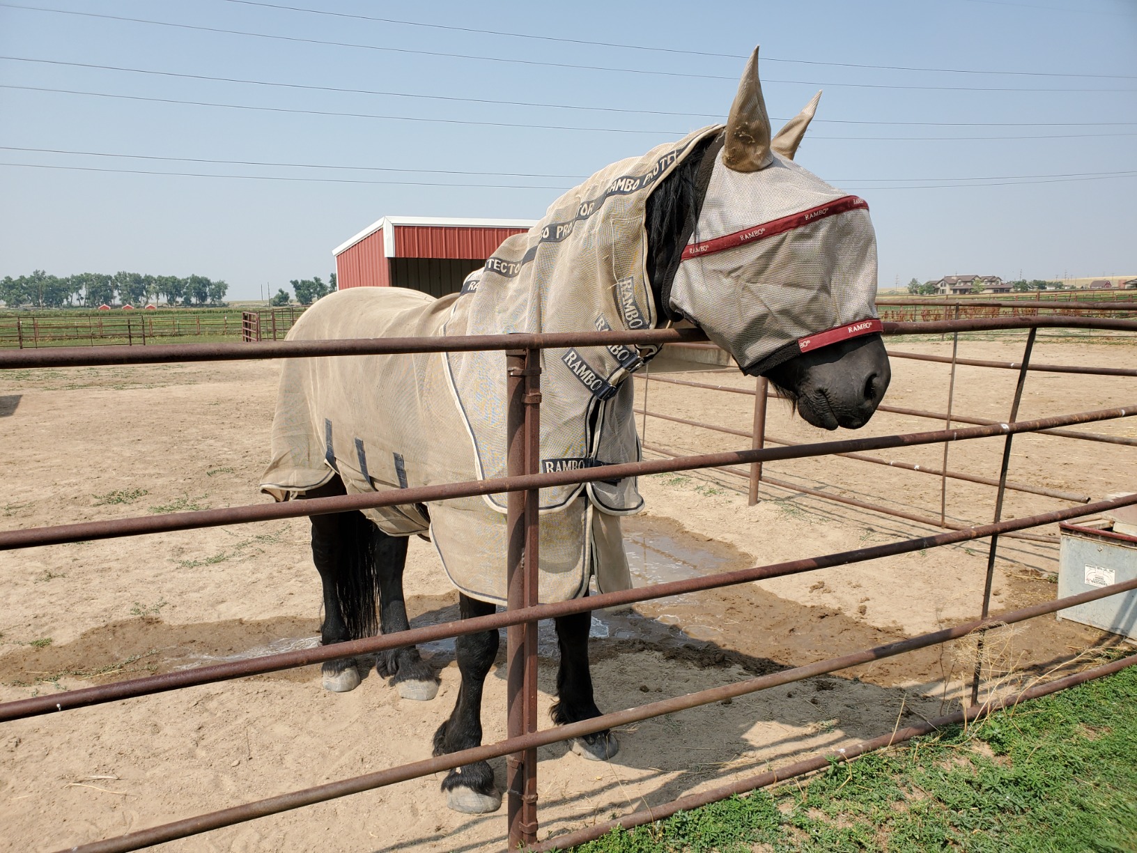Horseware Rambo Protector Fly Sheet - Silver/Navy & White & Beige, 78 inches customer photo 1
