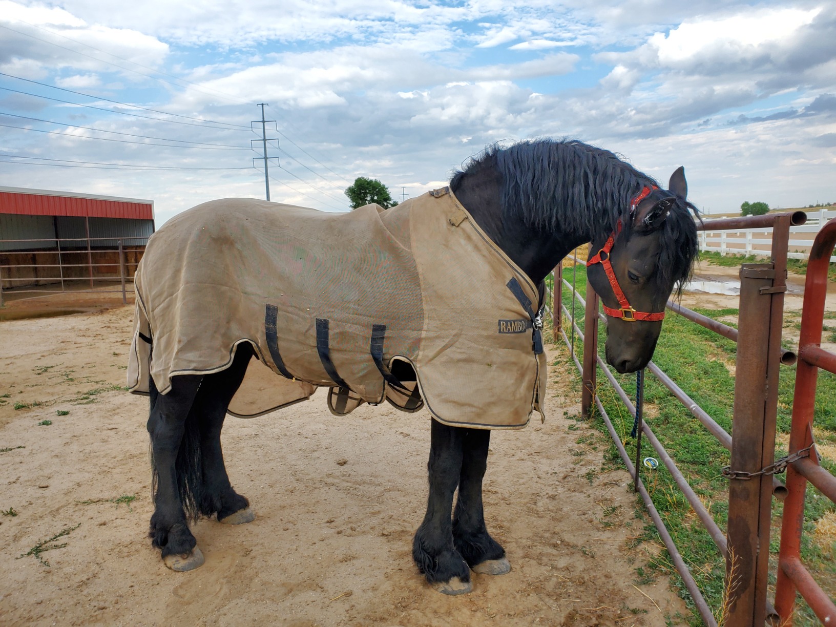 Horseware Rambo Protector Fly Sheet - Silver/Navy & White & Beige, 78 inches customer photo 2