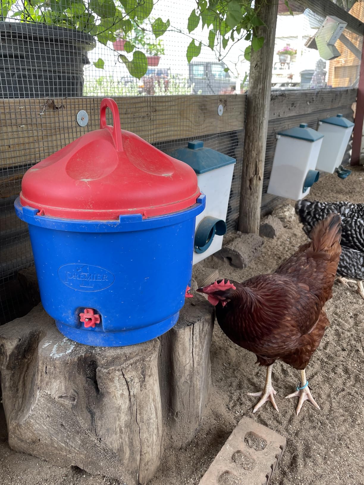 Premier 1 All-Season Heated Poultry Waterer for Chickens & Ducks - 3 Gallon | 100W Thermostat Keeps Water Unfrozen to -20F customer photo 1